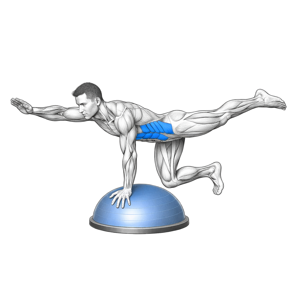 Balance Trainer Bird Dog