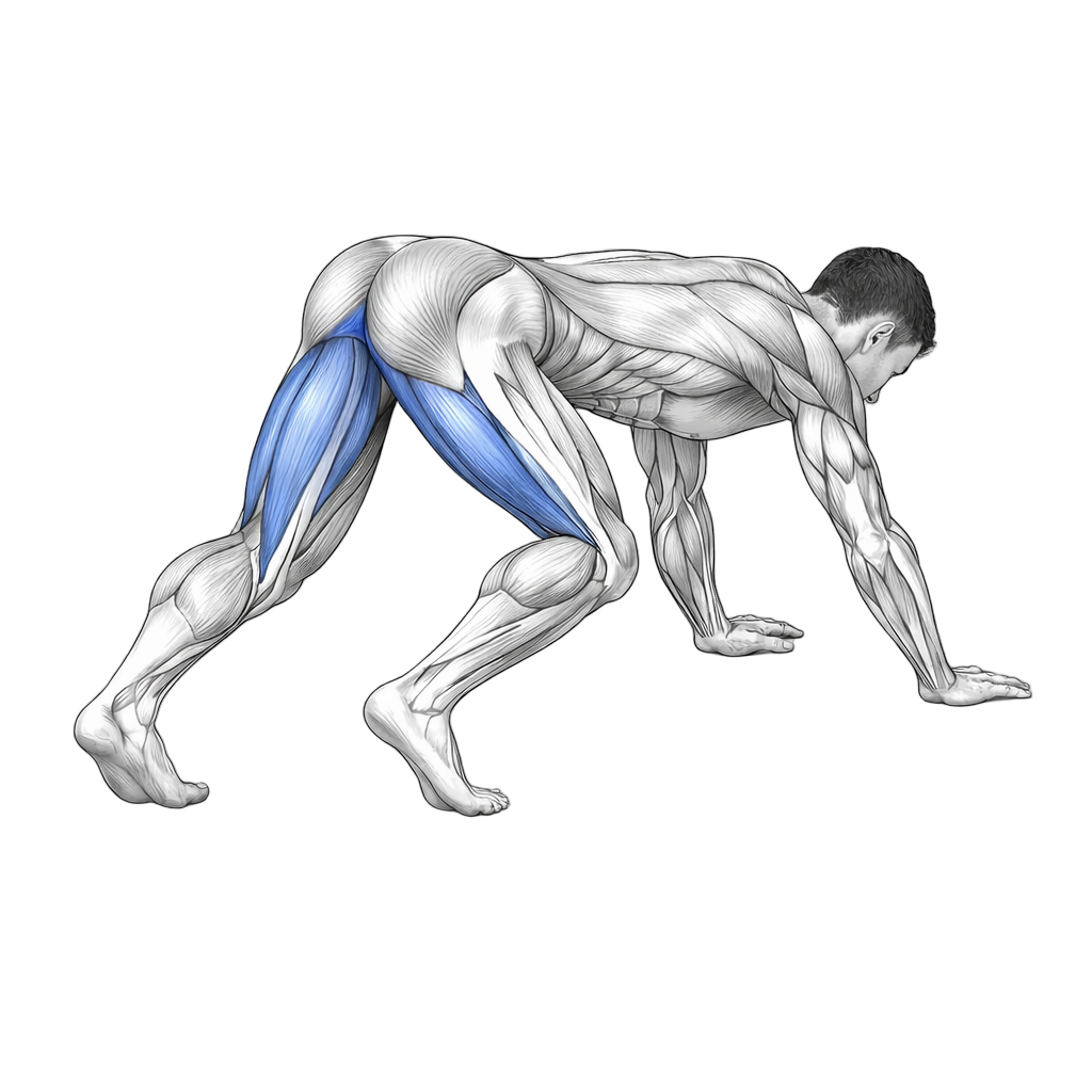 Bear Crawl