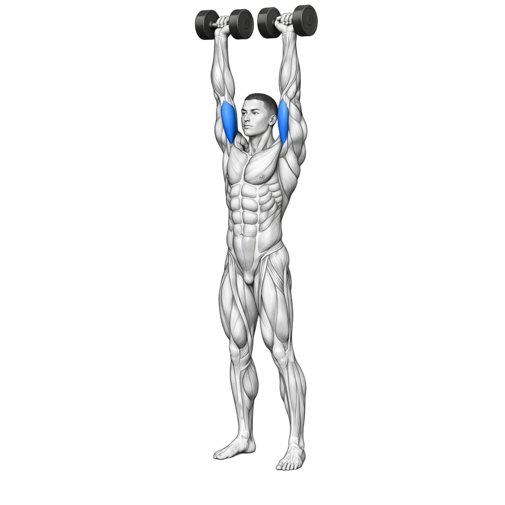Biceps Curl To Shoulder Press