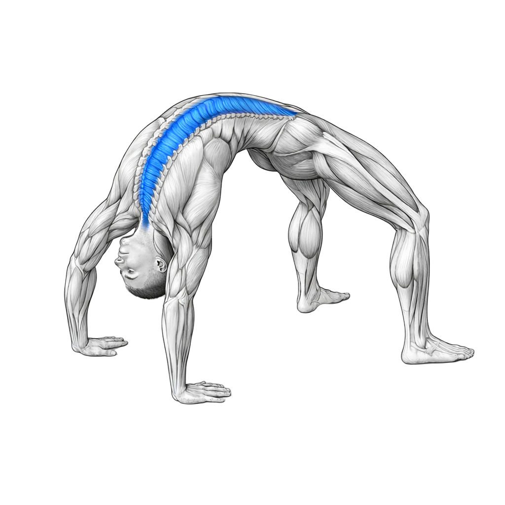 Bridge Walk exercise demonstration
