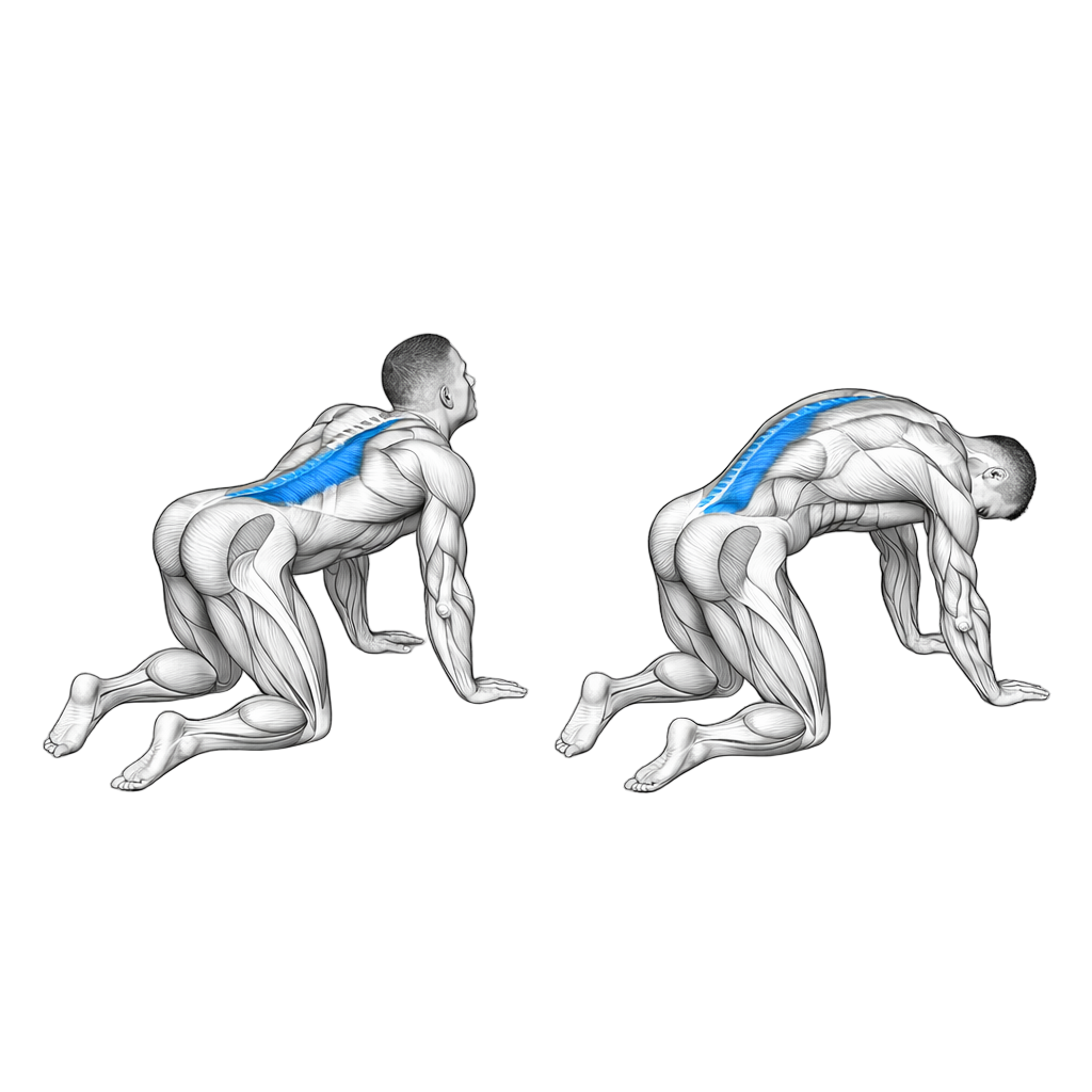 Cat Cow exercise demonstration