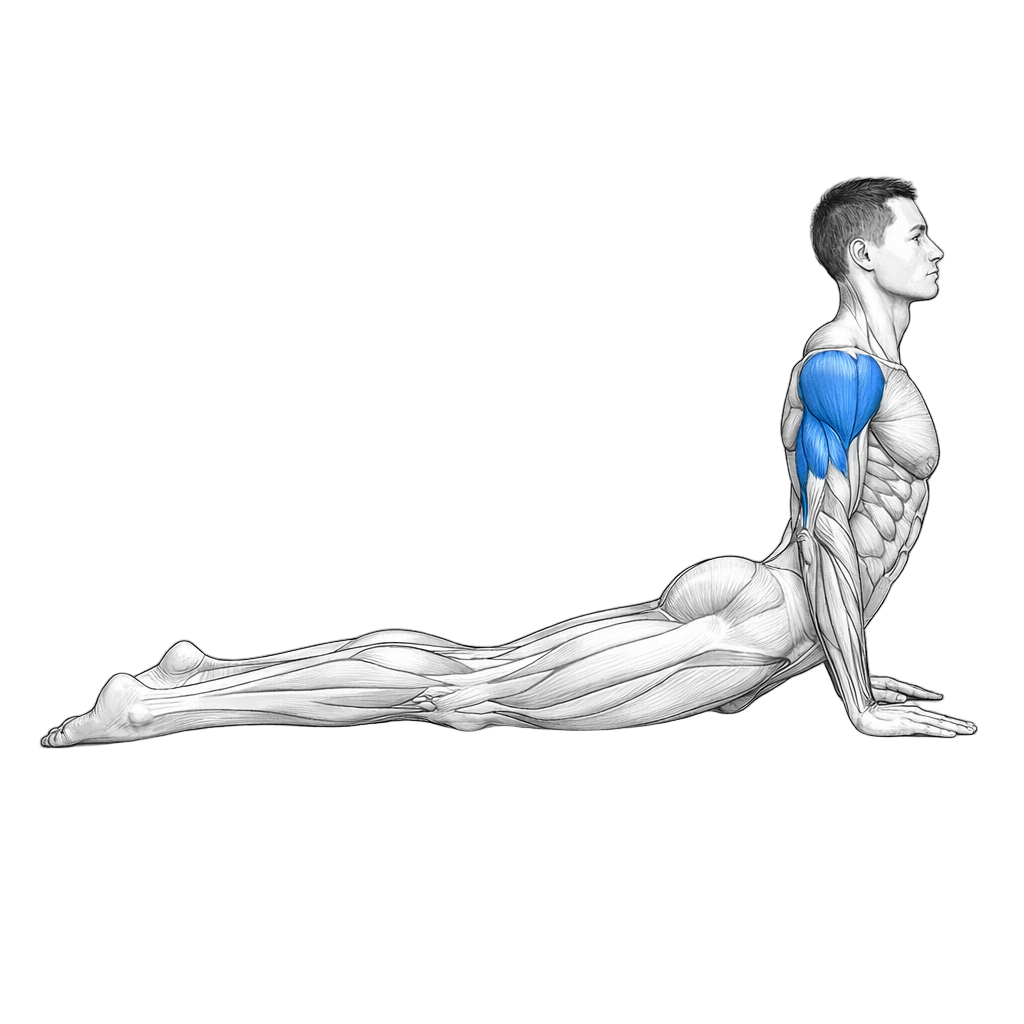 Cobra Triceps Extension