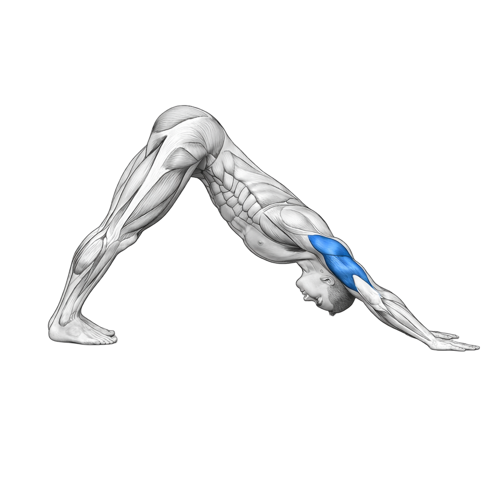 Downward Dog Push Up exercise demonstration