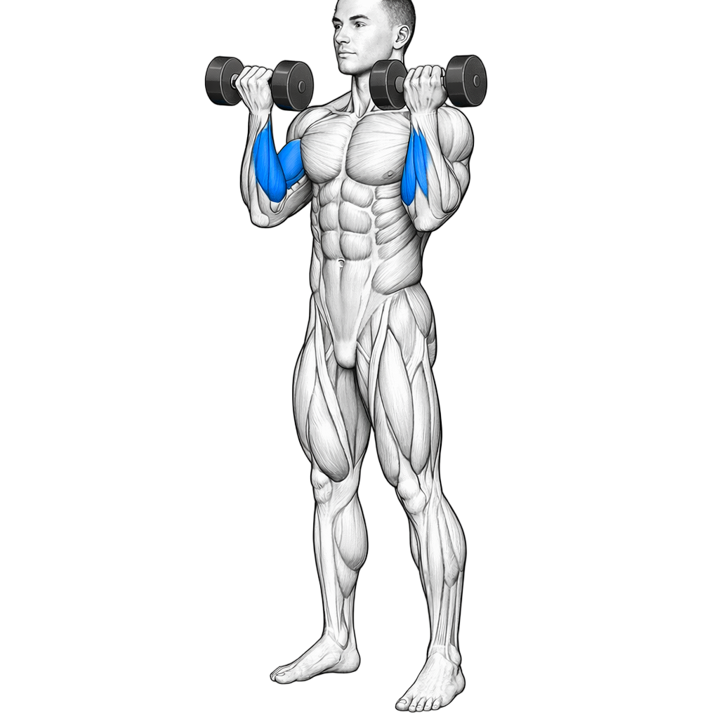 Dumbbell Standing Hammer Curl To Front Press