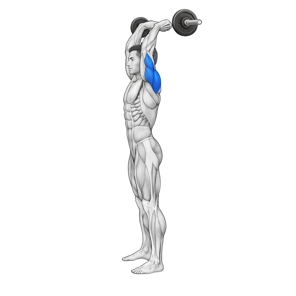 EZ-Bar Overhead Tricep Extension