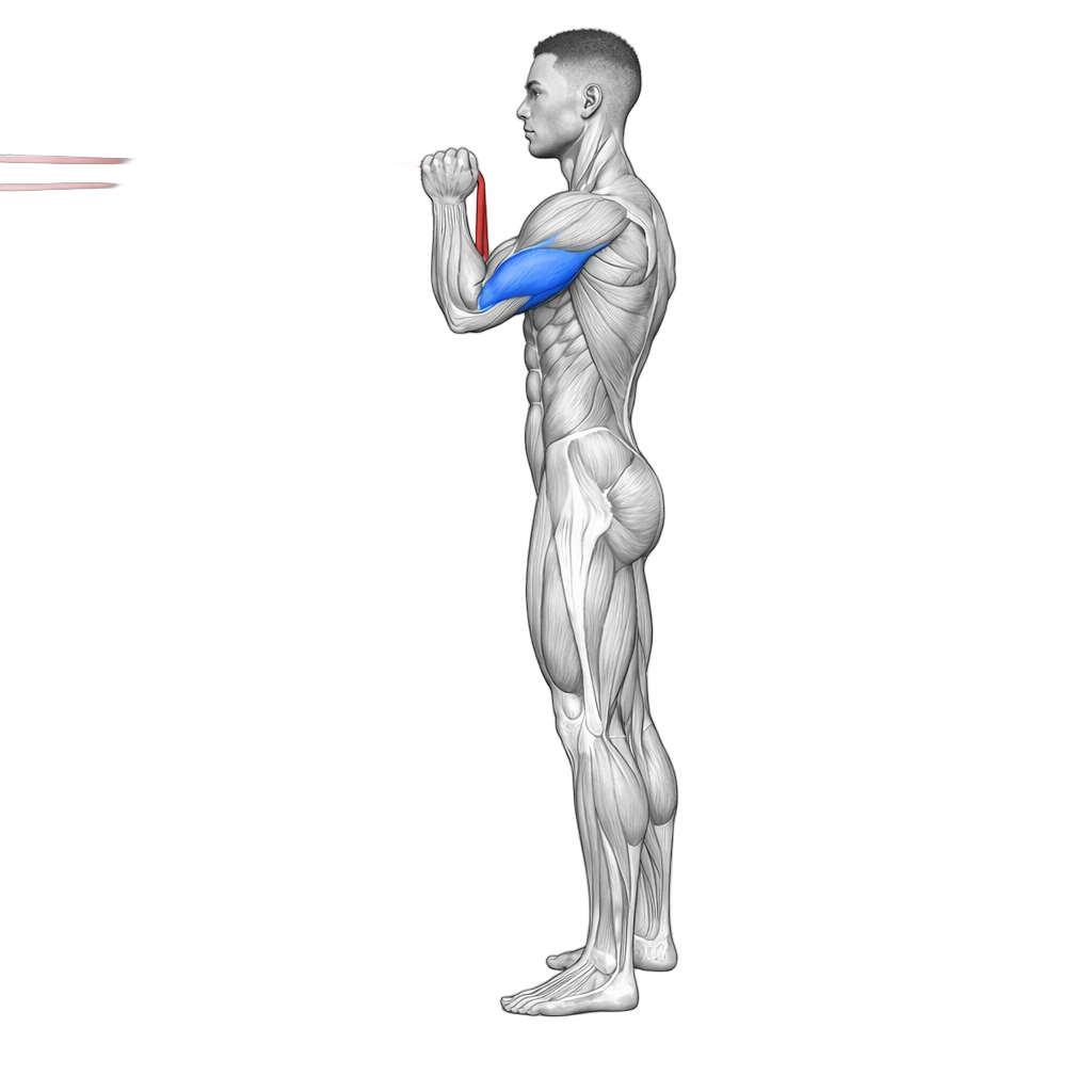 Mini Loop Band Tricep Press exercise demonstration