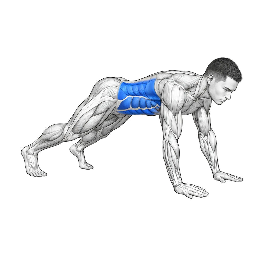 Quadruped Plank Hold