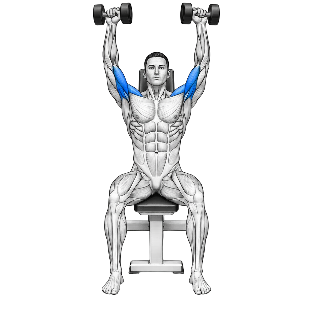 Seated Dumbbell Front Press