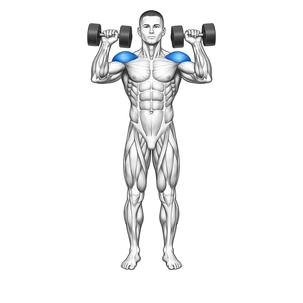 Standing Arnold Press