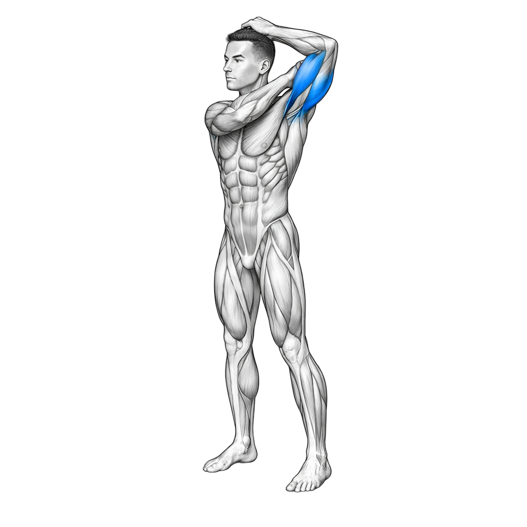 Tricep Stretch