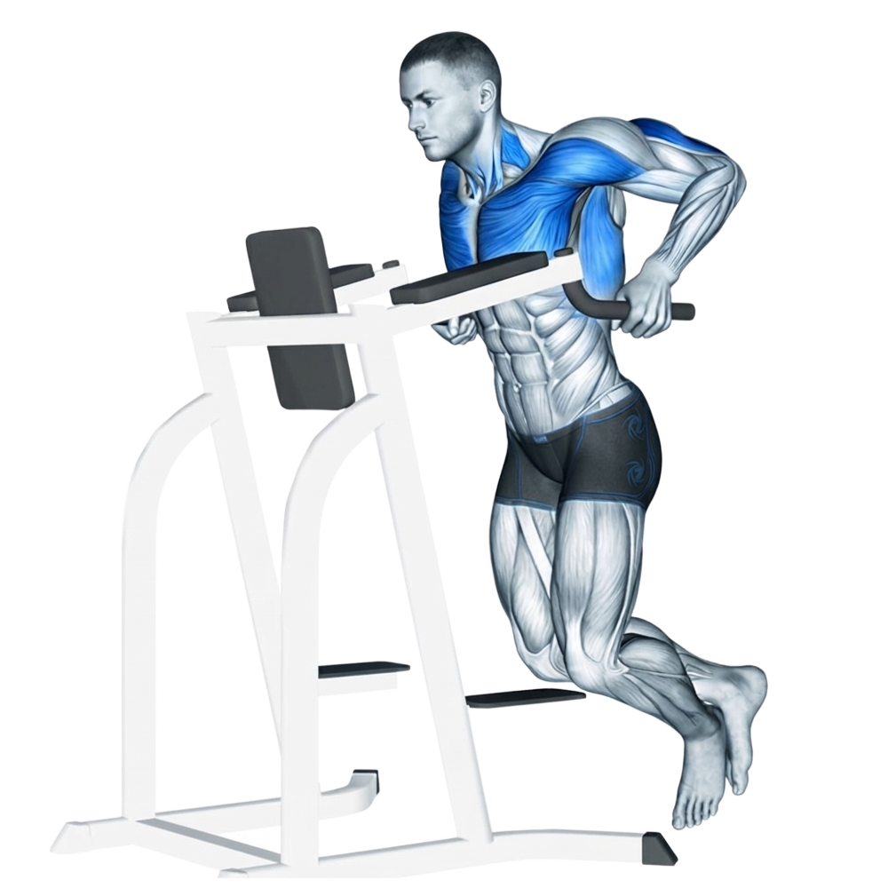 Chest Dip exercise demonstration