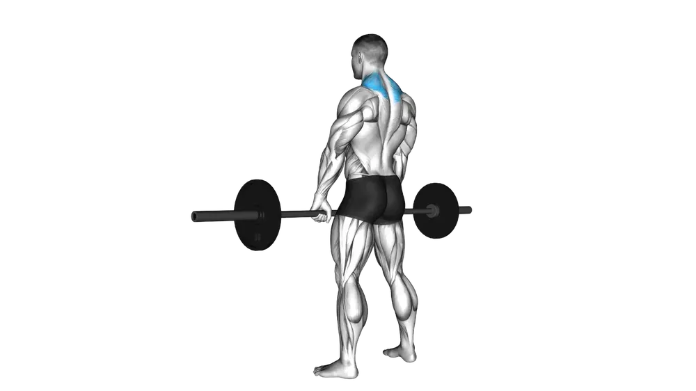 Barbell Shrugs