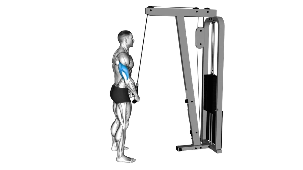 Triceps Rope Pushdown exercise demonstration