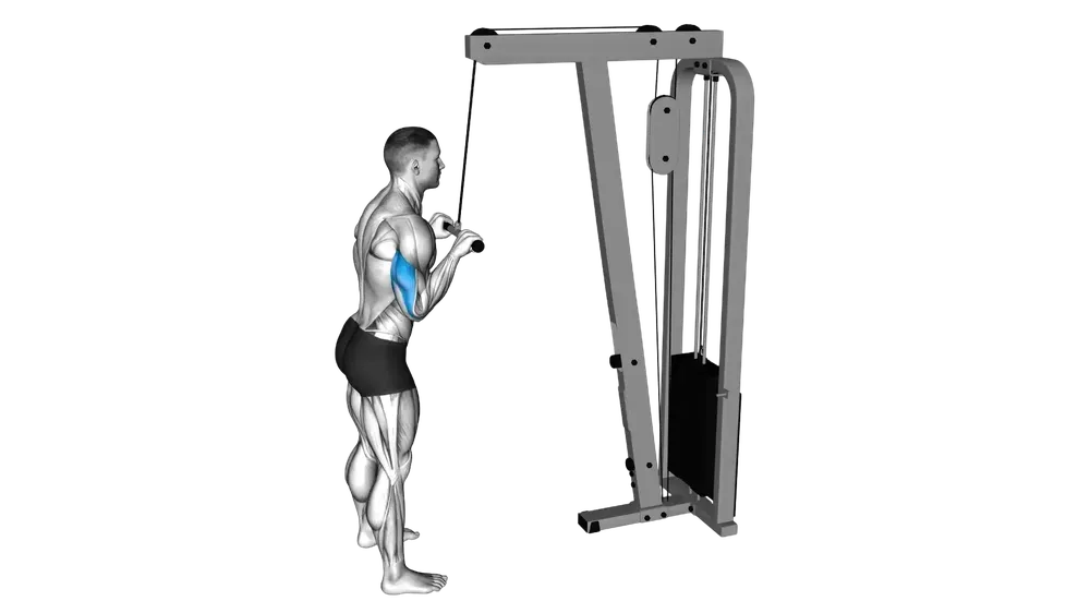 Cable Tricep Pushdown exercise demonstration