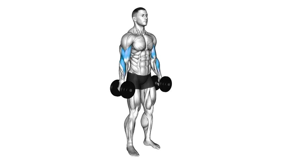 Hammer Curl exercise demonstration