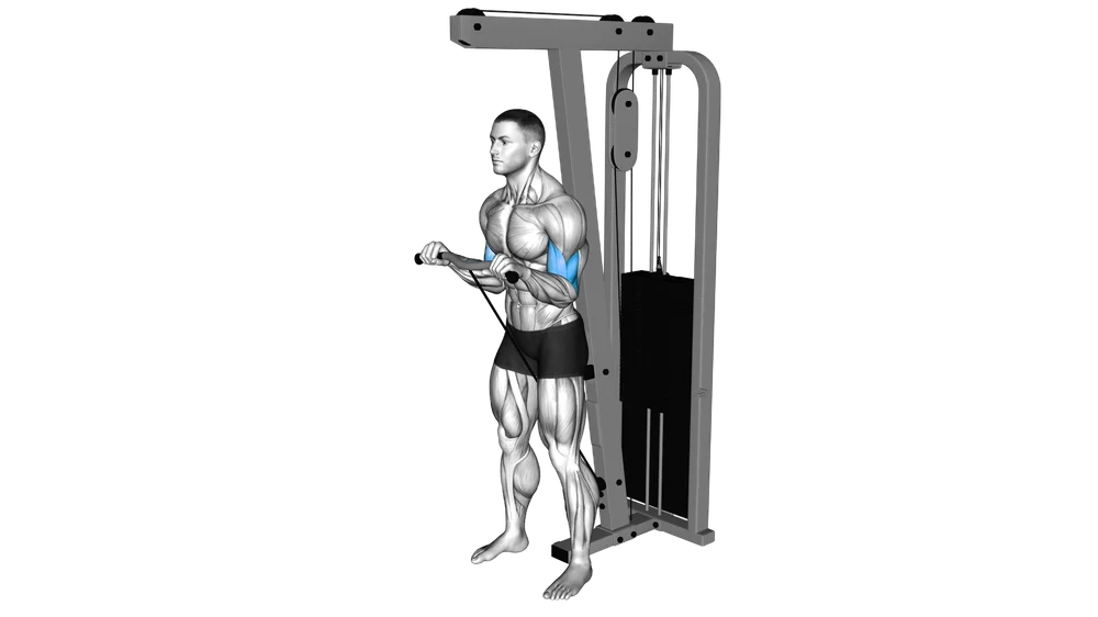Reverse Curl (Cable)