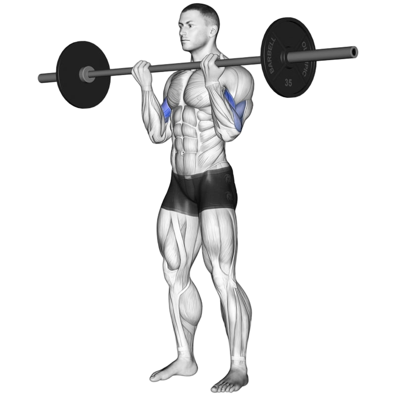 Barbell Curl