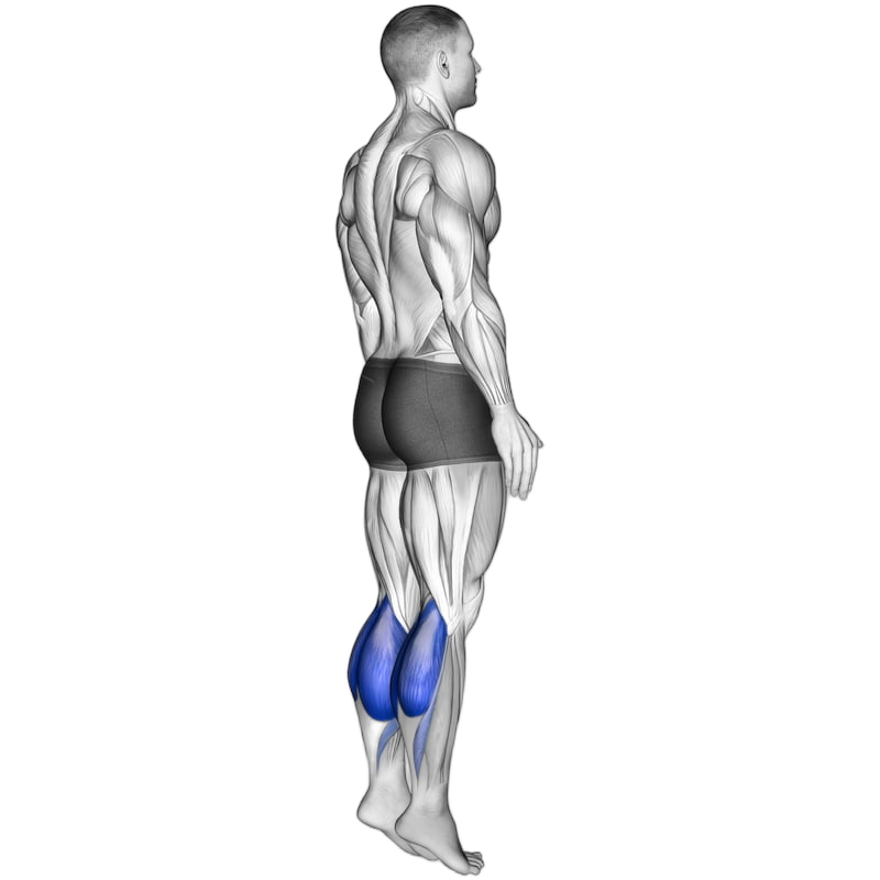 Calf Raise exercise demonstration