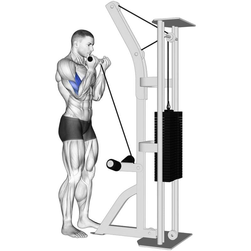 Cable Bicep Curl exercise demonstration