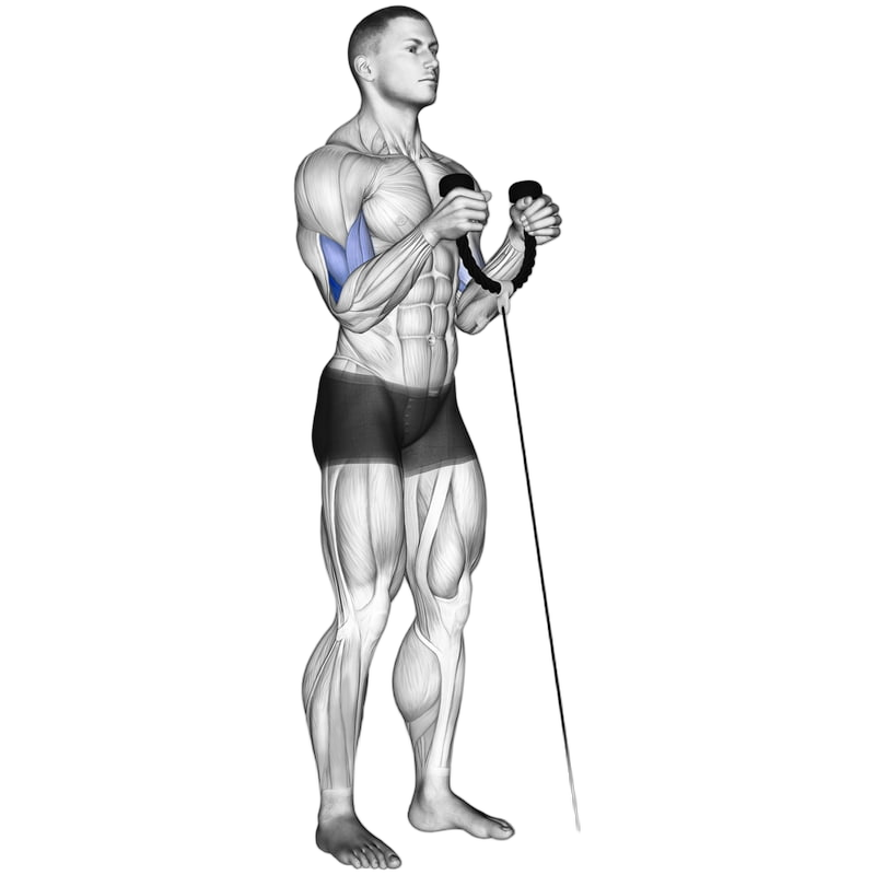 Cable Rope Hammer Curl