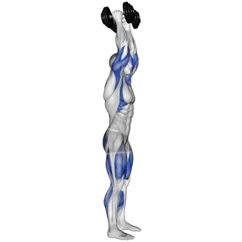 Dumbbell Clean exercise demonstration
