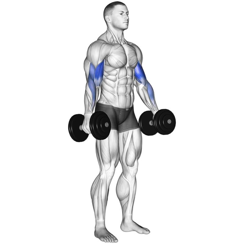 Dumbbell Bicep Curl exercise demonstration