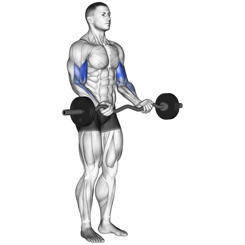 EZ-Bar Curl