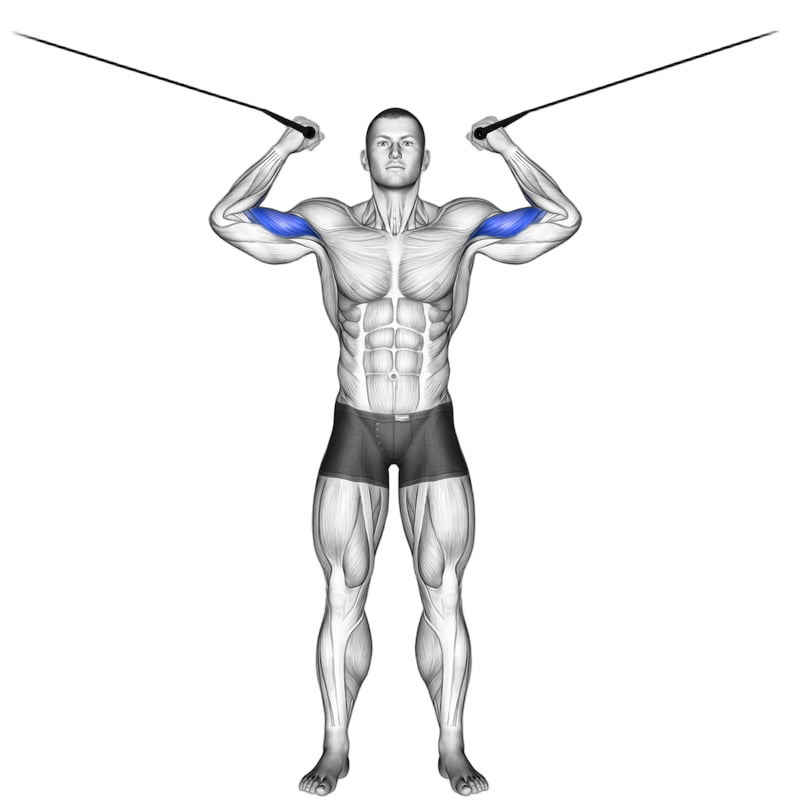 Overhead Cable Bicep Curl