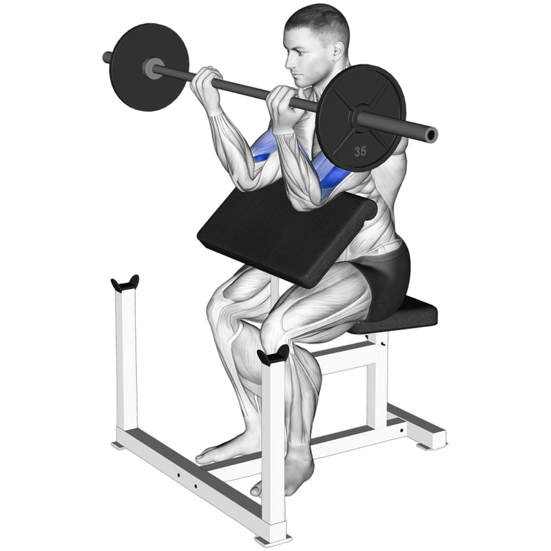 Preacher Curl (Barbell)