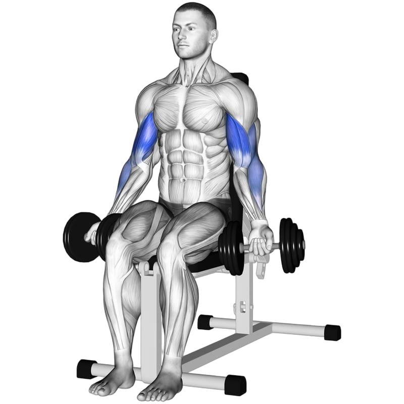 Seated Dumbbell Curl exercise demonstration