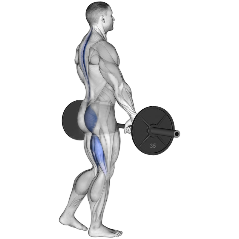 Single Leg Romanian Deadlift